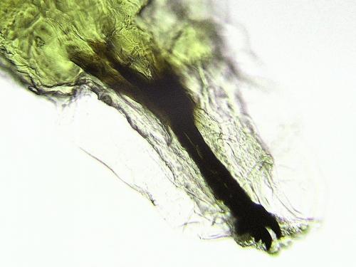 Pegomya sp.